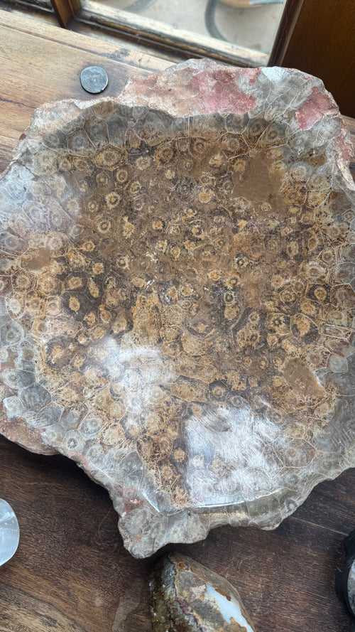 Large Fossil Tray