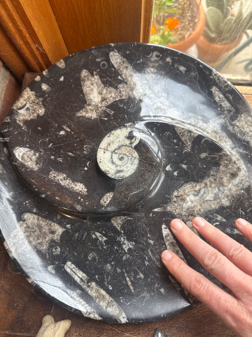 Large Black Fossil Plate