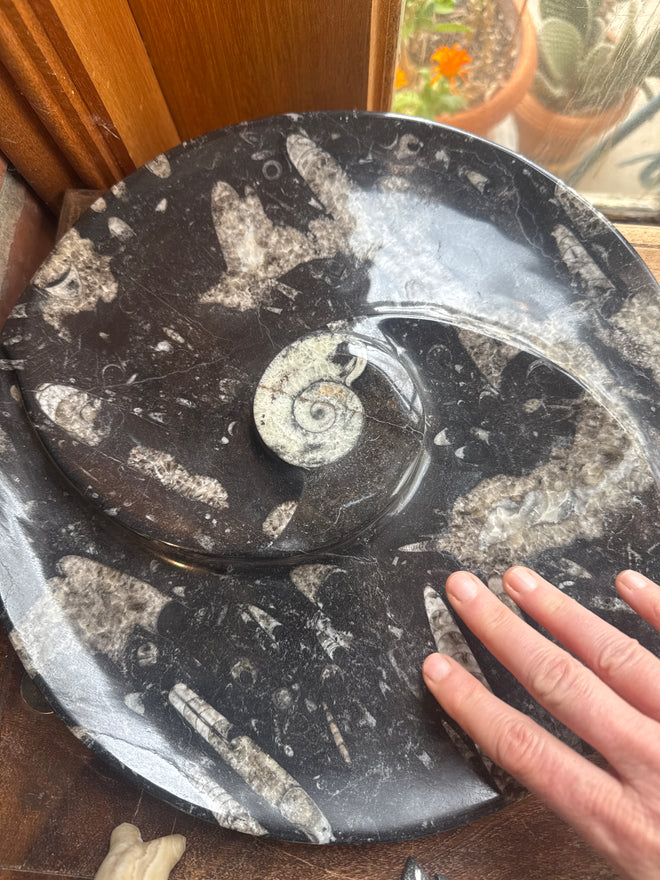 Large Black Fossil Plate
