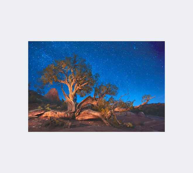 Ancients (Gnarled Utah Juniper Tree Sedona Arizona)